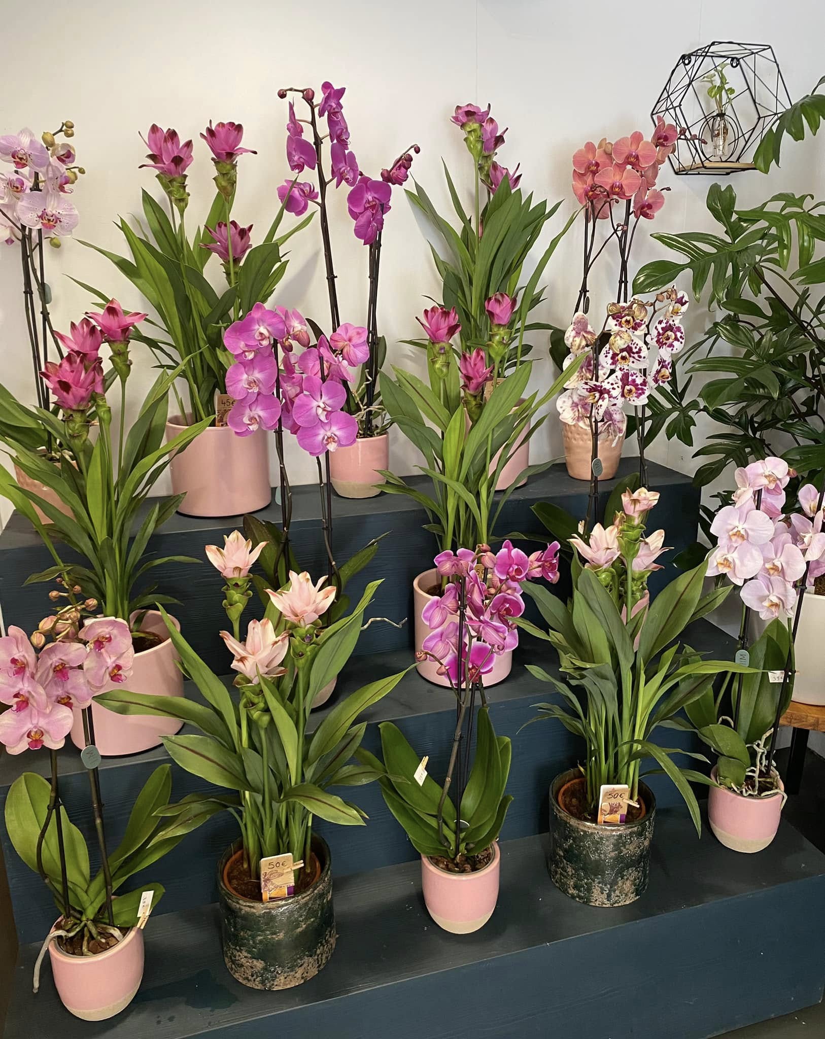Passion florale